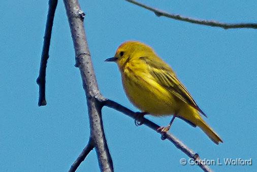 Yellow Warbler_DSCF02618.jpg - Yellow Warbler (Dendroica petechia) photographed at Franktown, Ontario, Canada.